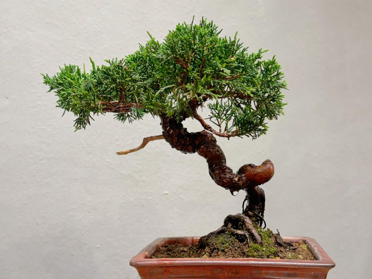 Japan Sargent Juniper Bonsai Tree 日本真柏 | OVO GARDEN