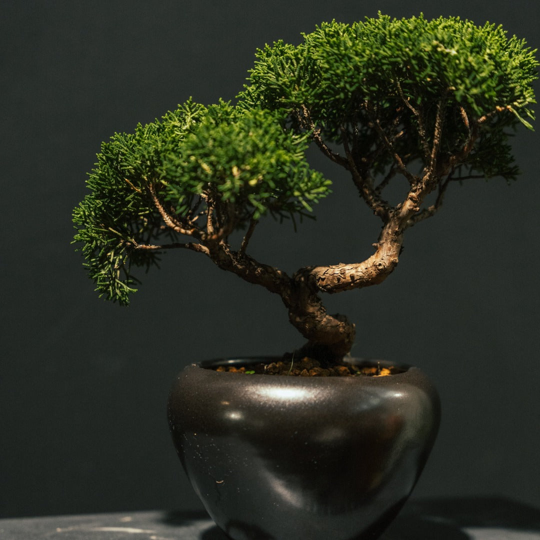 Japan Sargent Juniper Bonsai Tree 日本真柏 #24 | OVO GARDEN