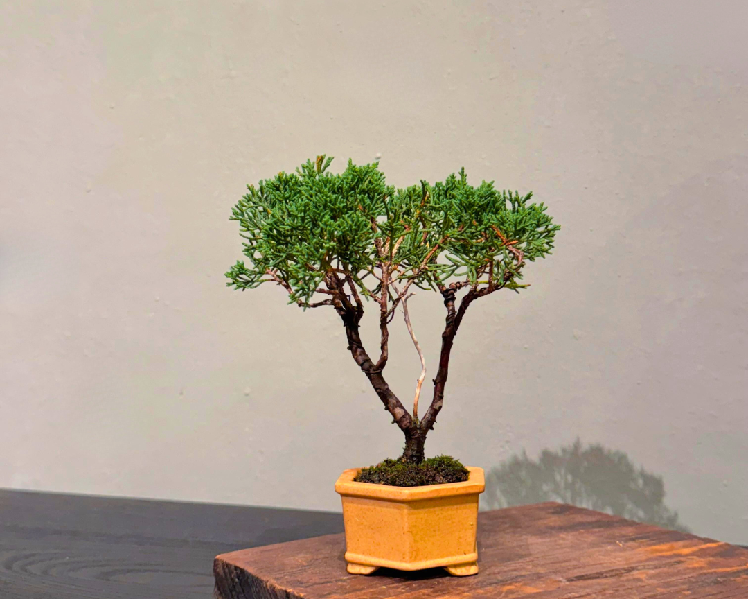 Japanese-Black-Pine-黑松
