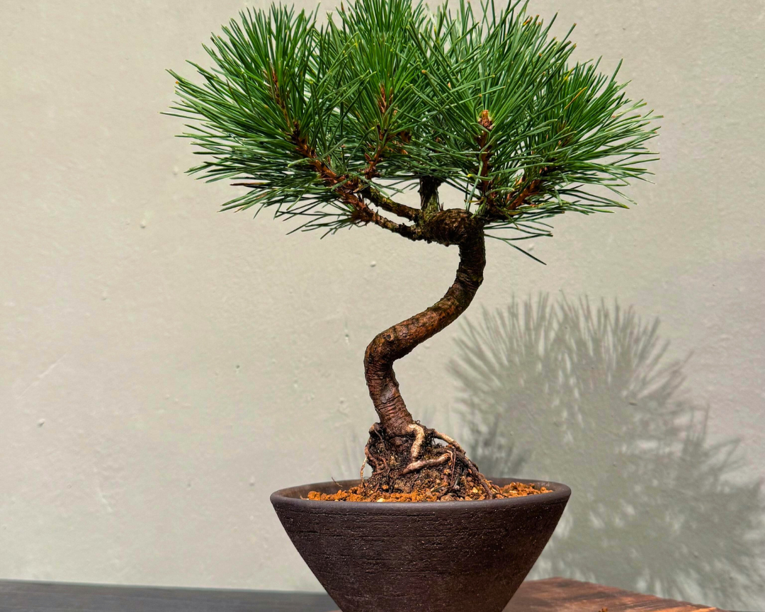 Japanese-Black-Pine-黑松