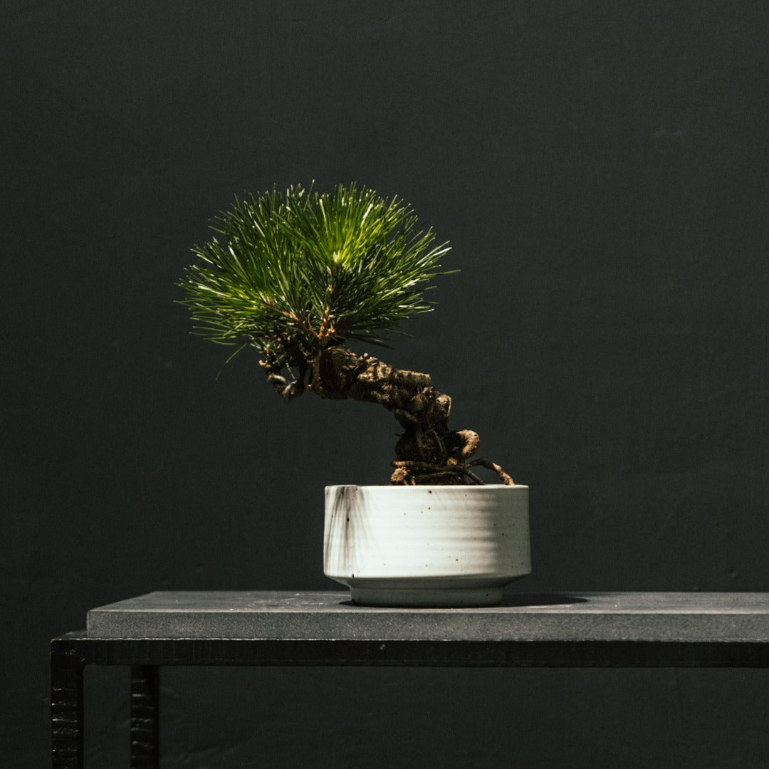 Japanese Black Pine 黑松 #9 ｜OVO GARDEN