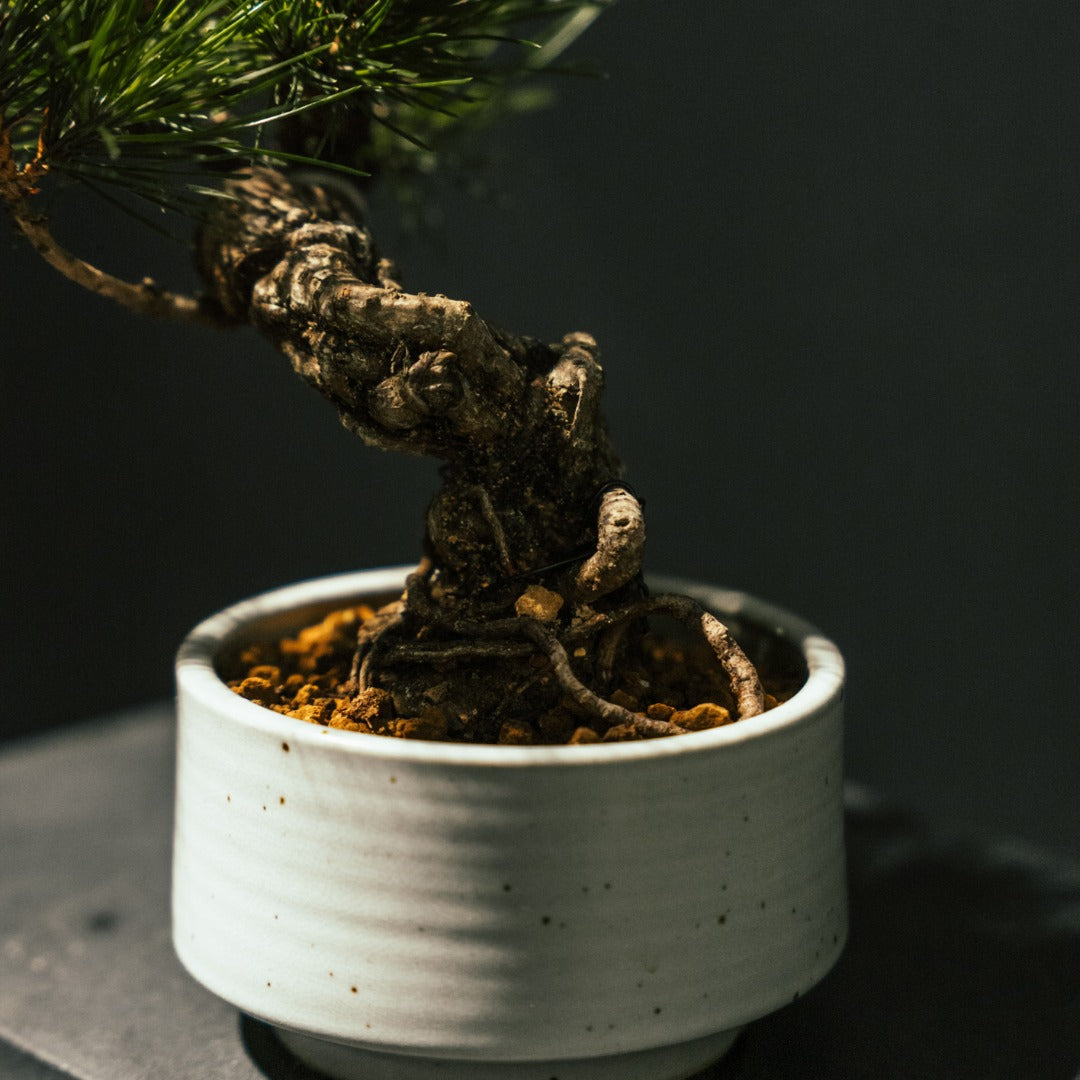 Japanese Black Pine 黑松 #9 | OVO GARDEN