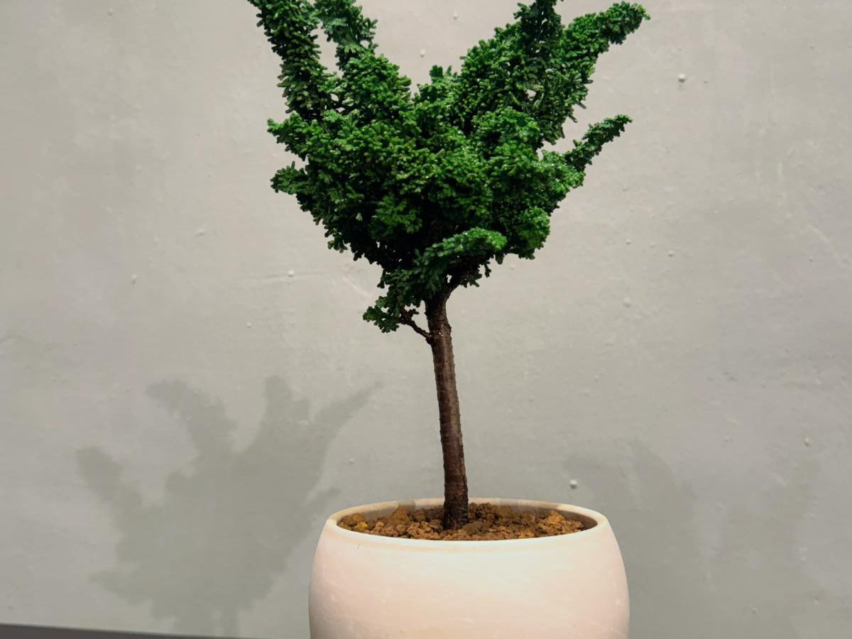 OVO GARDEN - Eurya Emarginata 翠米茶 #1