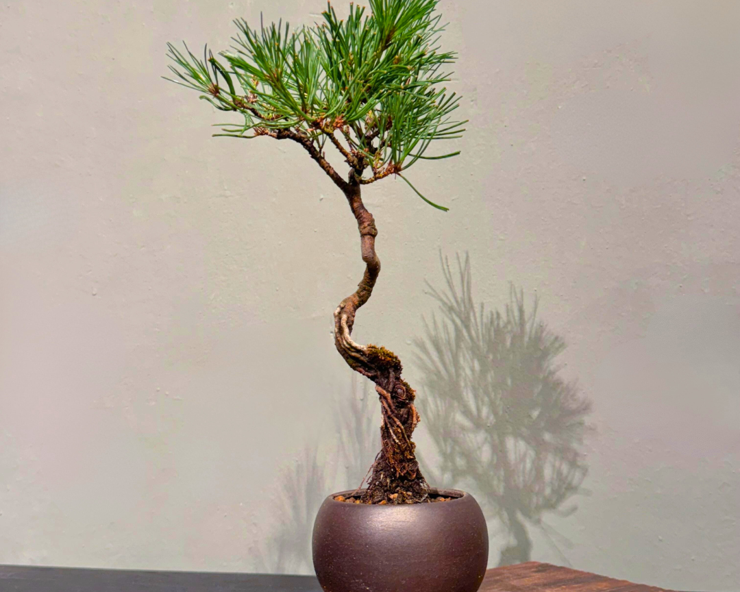 OVO GARDEN - Japanese Black Pine 黑松 #3