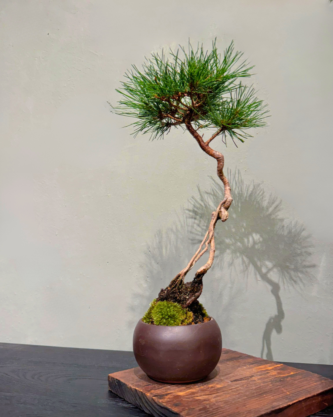 Japanese Black Pine 黑松 | 家居盆景植物 | OVO Garden – OVOGarden