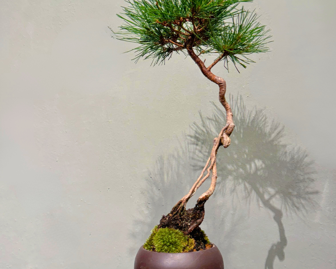 OVO GARDEN - Japanese Black Pine 黑松 #4