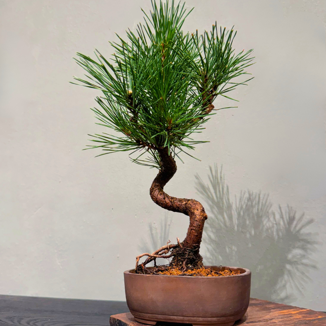 OVO GARDEN - Japanese Black Pine 黑松 #5