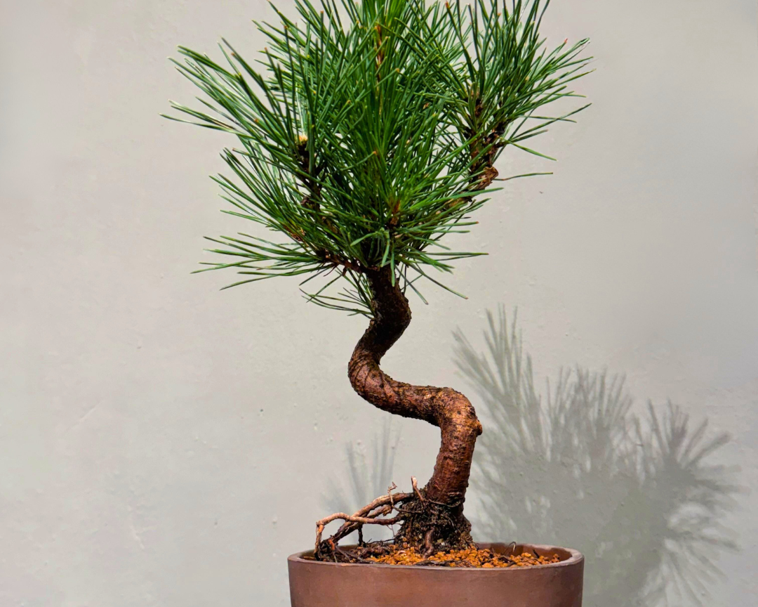 OVO GARDEN - Japanese Black Pine 黑松 #5