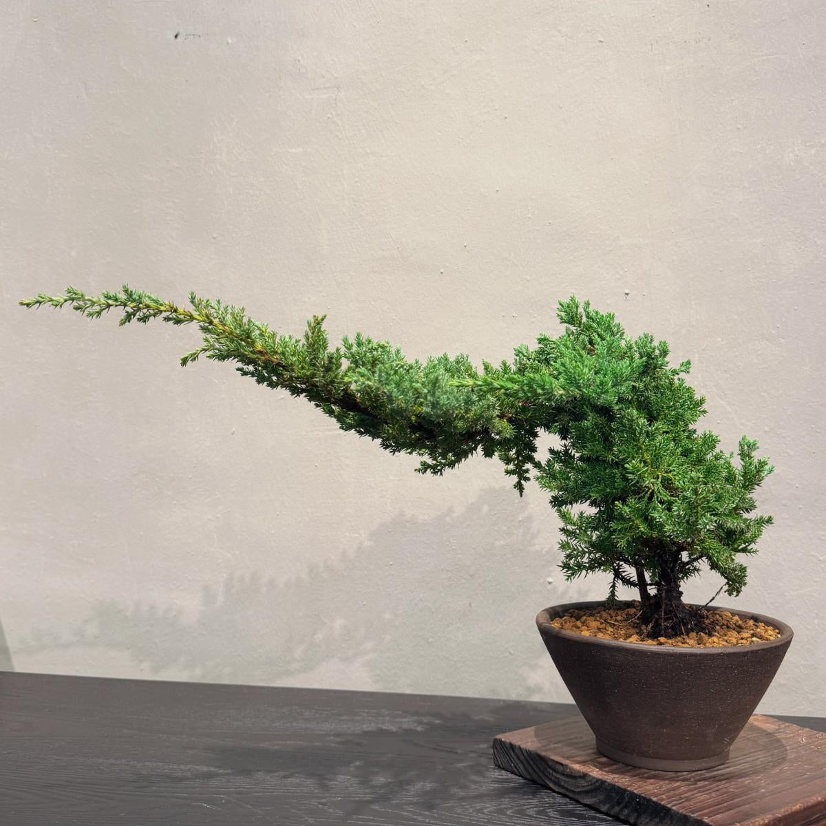 OVO GARDEN - Juniperus chinensis 珍珠柏 #1