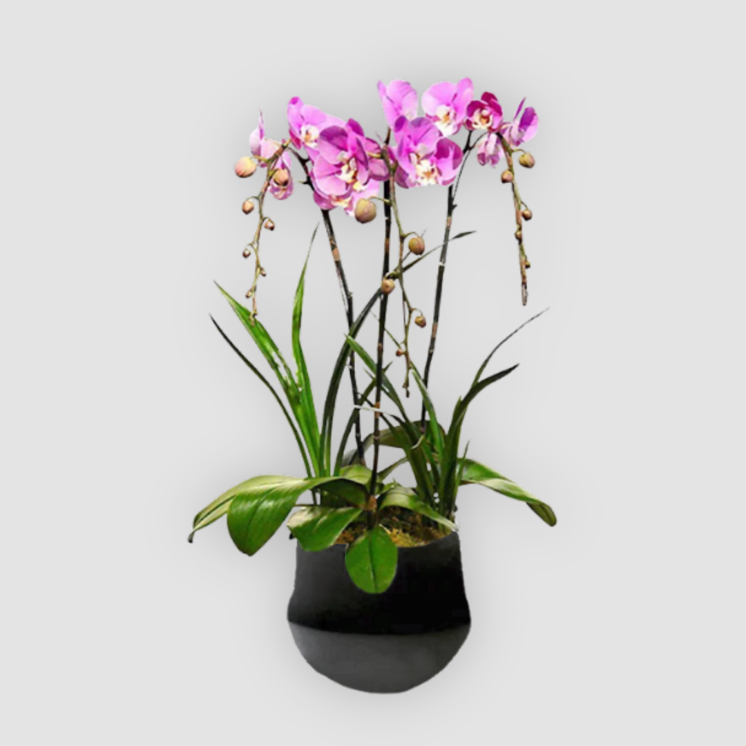 OVO GARDEN - Phalaenopsis Orchid Plant