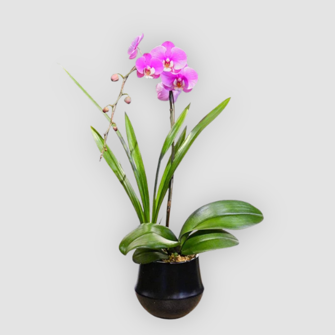 OVO GARDEN - Phalaenopsis Orchid Plant