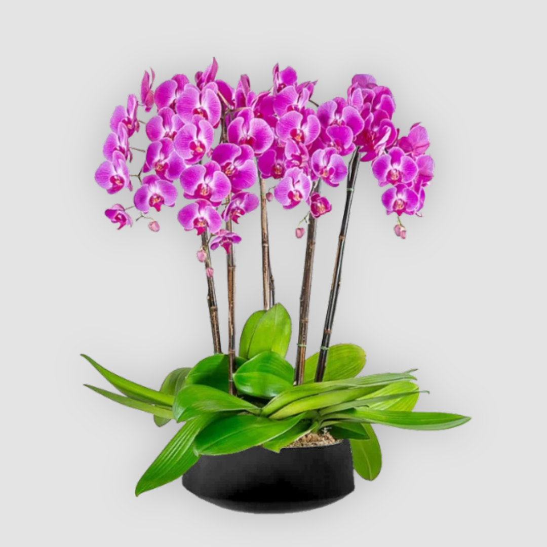 OVO GARDEN - Phalaenopsis Orchid Plant