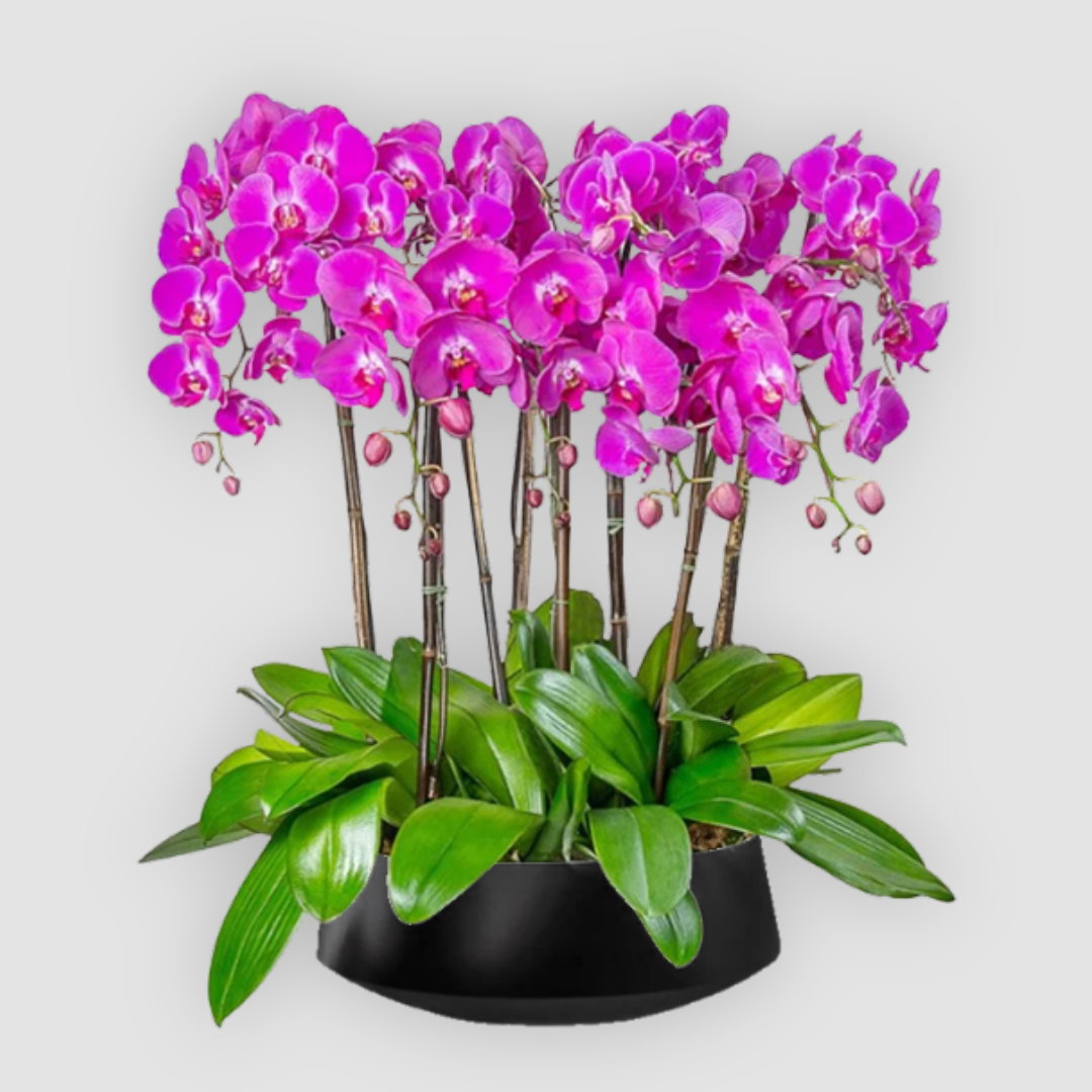 OVO GARDEN - Phalaenopsis Orchid Plant