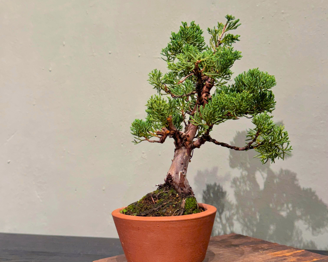 OVO GARDEN - Sargent Juniper 真柏 #7