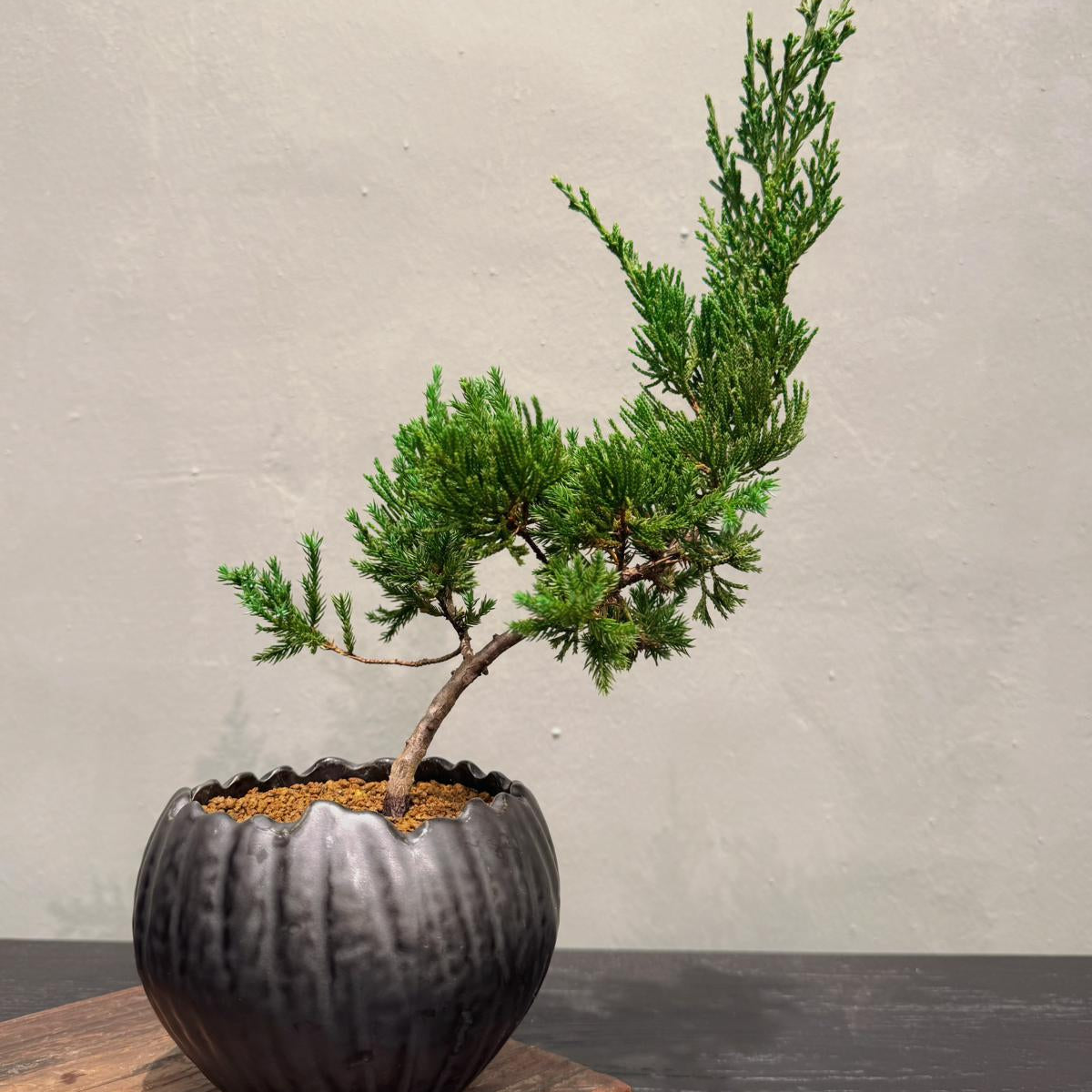 OVO GARDEN - Sargent Juniper Bonsai Tree 台灣真柏 #10