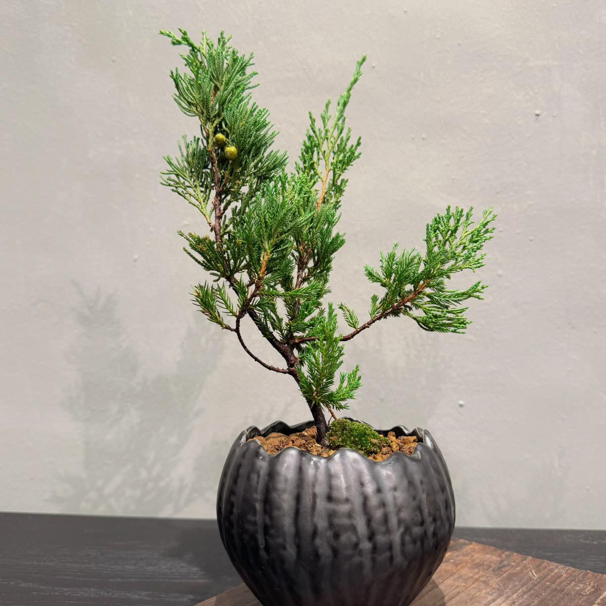 OVO GARDEN - Sargent Juniper Bonsai Tree 台灣真柏 #11