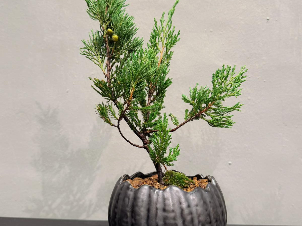 OVO GARDEN - Sargent Juniper Bonsai Tree 台灣真柏 #11