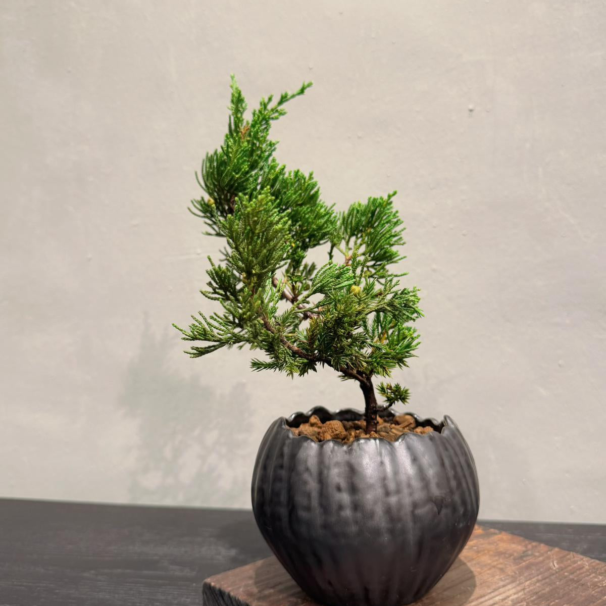 OVO GARDEN - Sargent Juniper Bonsai Tree 台灣真柏 #12