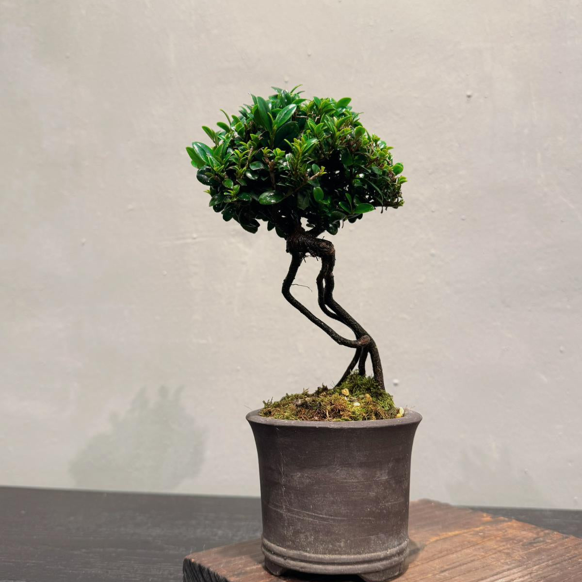 OVO GARDEN - Sekka Hinoki Cypress Bonsai Tree 石化檜 #10