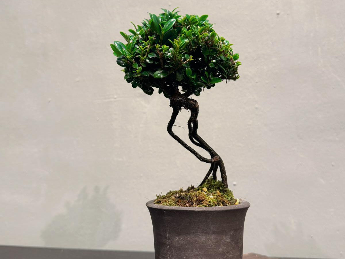 OVO GARDEN - Sekka Hinoki Cypress Bonsai Tree 石化檜 #10