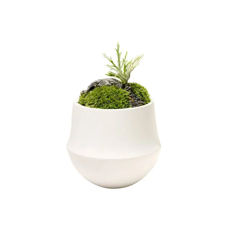 OVO GARDEN - Forest's Rain Mini Plant