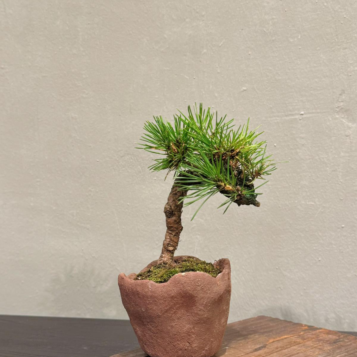 OVOGarden_SargentJuniper_真柏_Bonsai_BonsaiGift