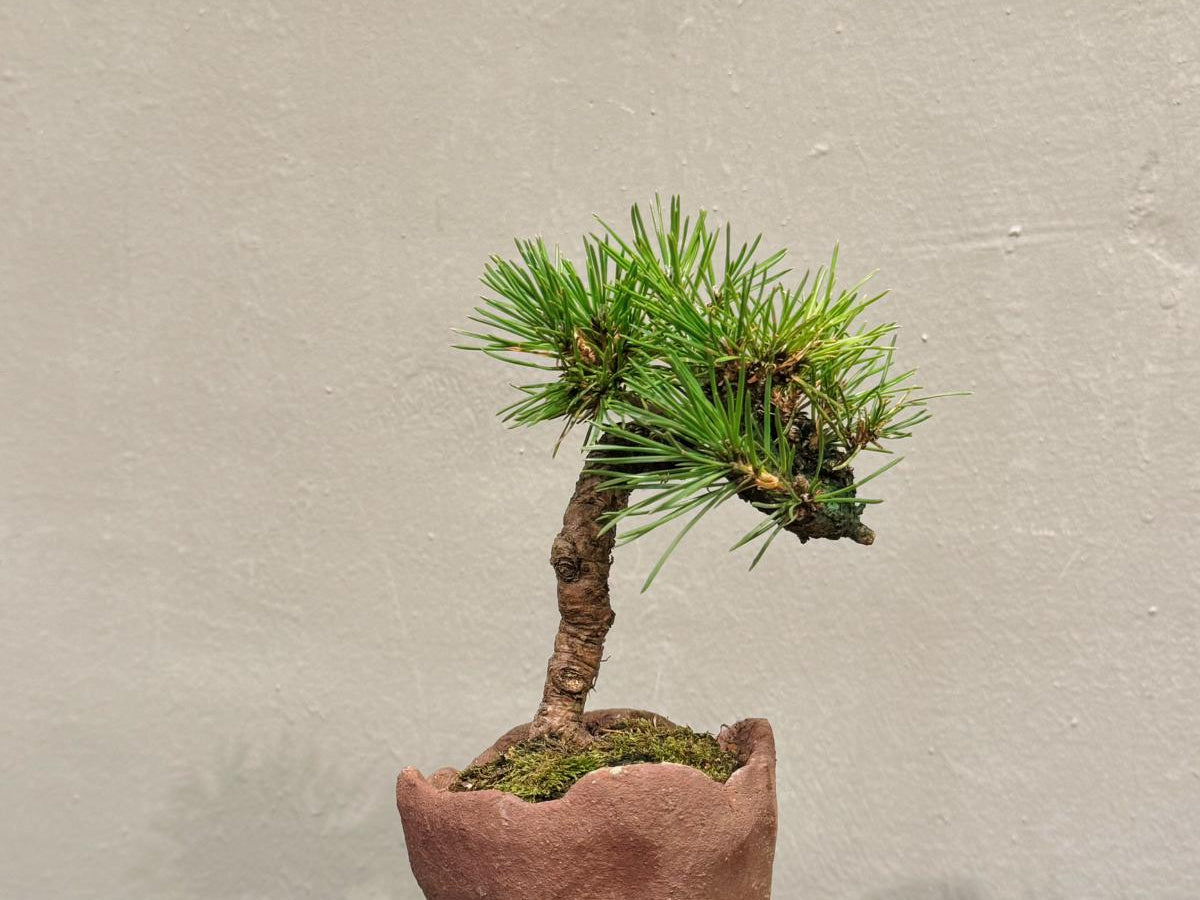 OVOGarden_SargentJuniper_真柏_Bonsai_BonsaiGift