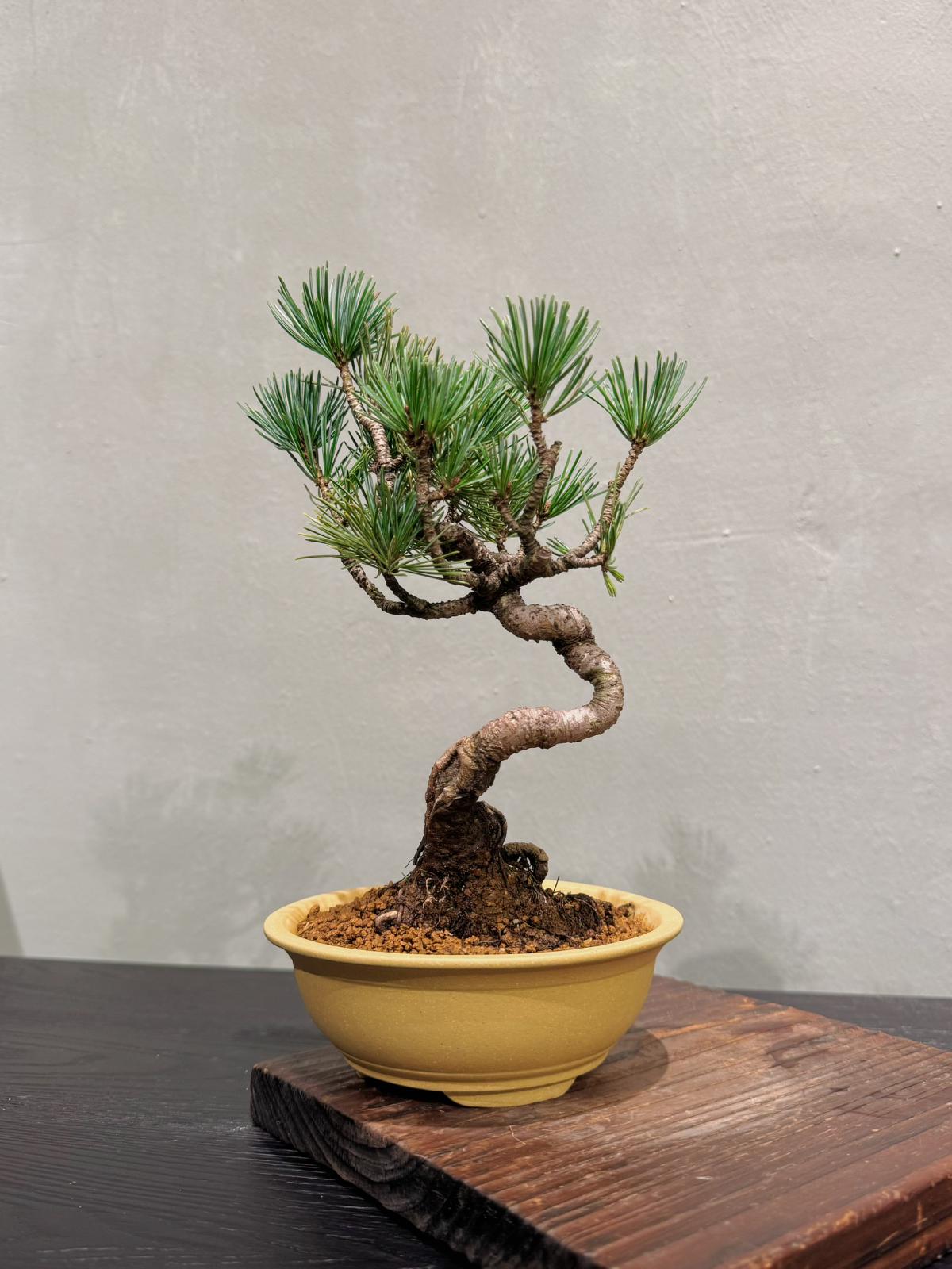 Pinus Parviflora 五葉松| 家居植物| OVO Garden – OVOGarden