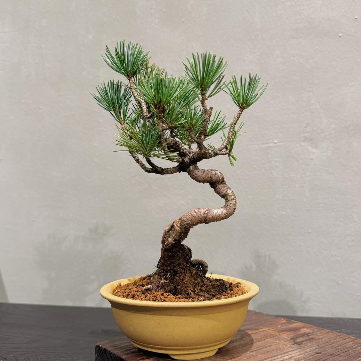 OVOGarden_PinusParviflora_五葉松_Bonsai_BonsaiGift