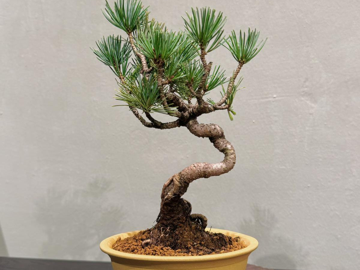 OVOGarden_PinusParviflora_五葉松_Bonsai_BonsaiGift