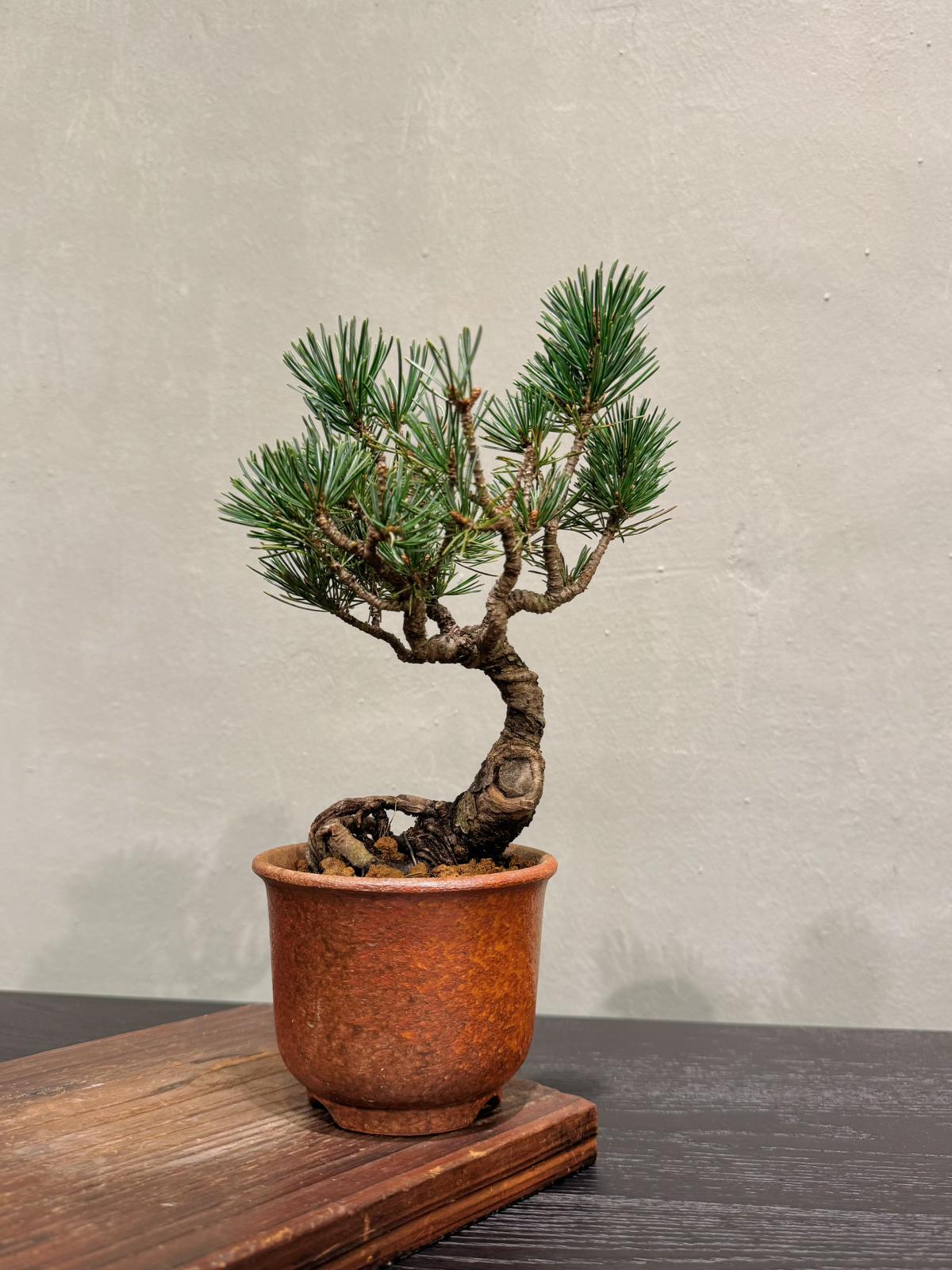 五葉松（Pinus parviflora）-3個 Pinus Parviflora 五葉松| 家居植物| OVO Garden – OVOGarden