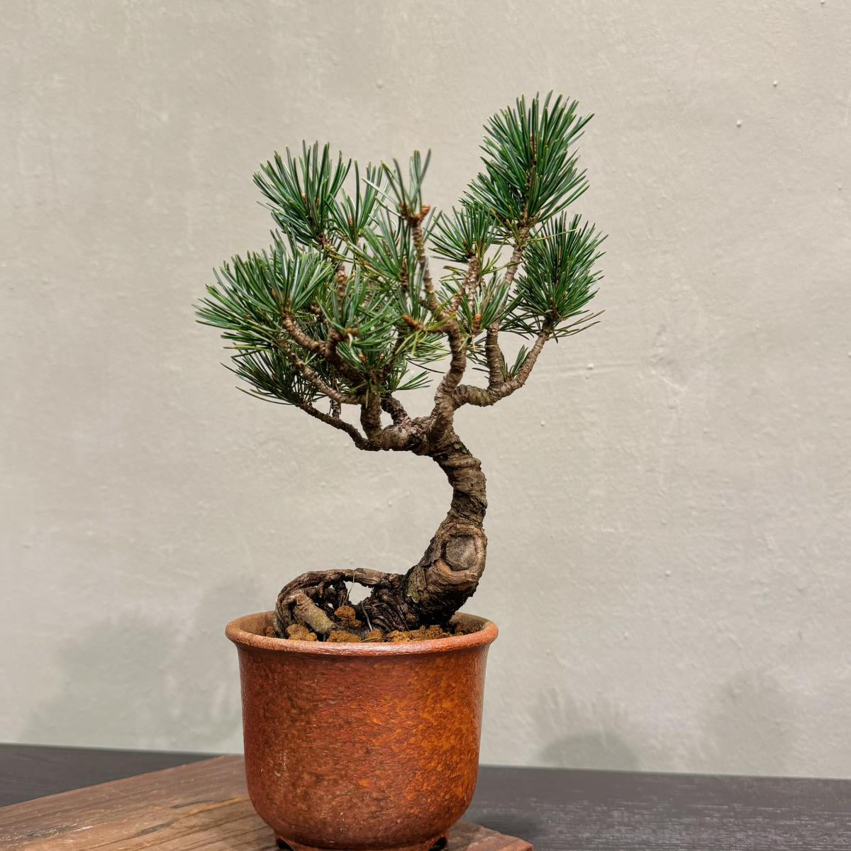 OVOGarden_PinusParviflora_五葉松_Bonsai_BonsaiGift