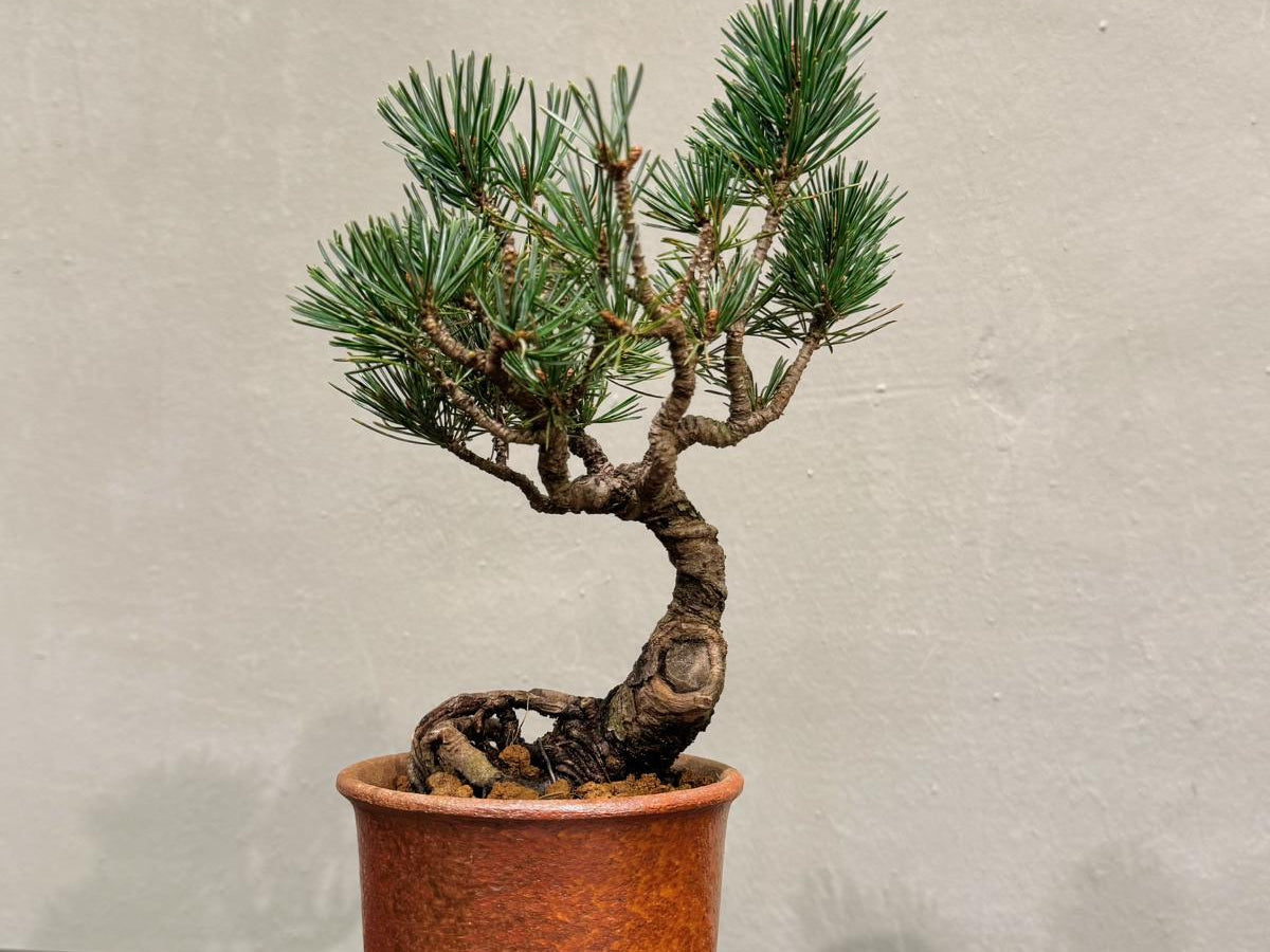 OVOGarden_PinusParviflora_五葉松_Bonsai_BonsaiGift