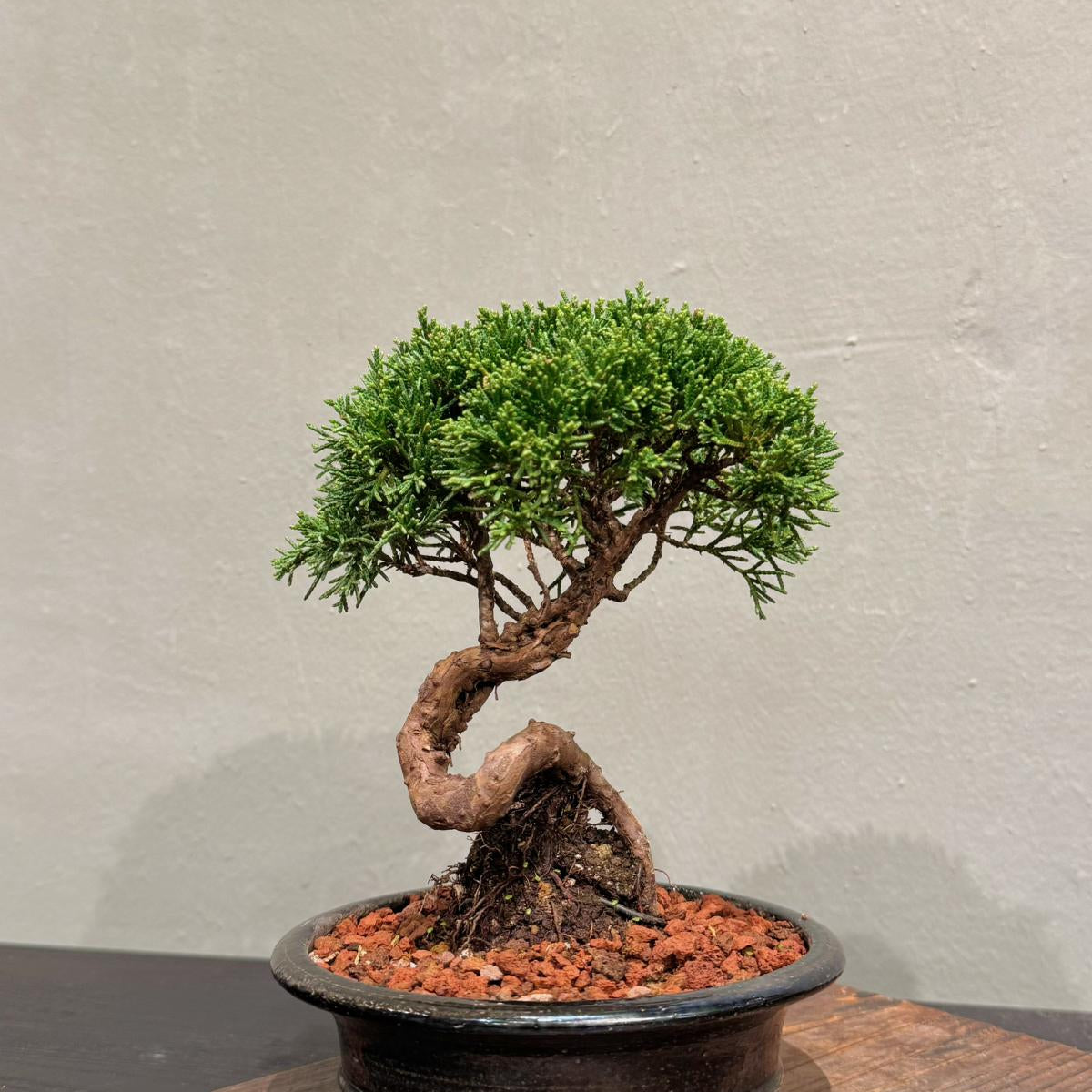 OVOGarden_SargentJuniper_真柏_Bonsai_BonsaiGift
