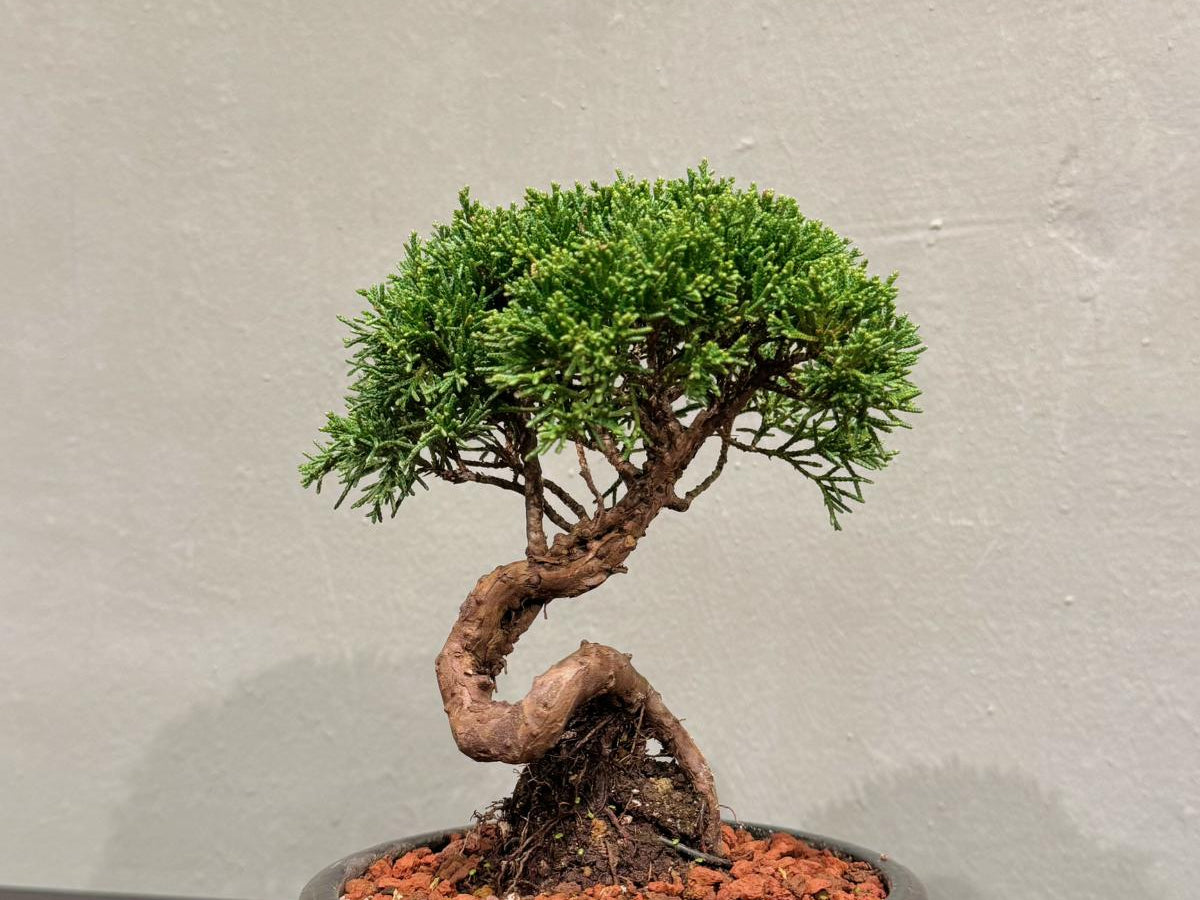 OVOGarden_SargentJuniper_真柏_Bonsai_BonsaiGift