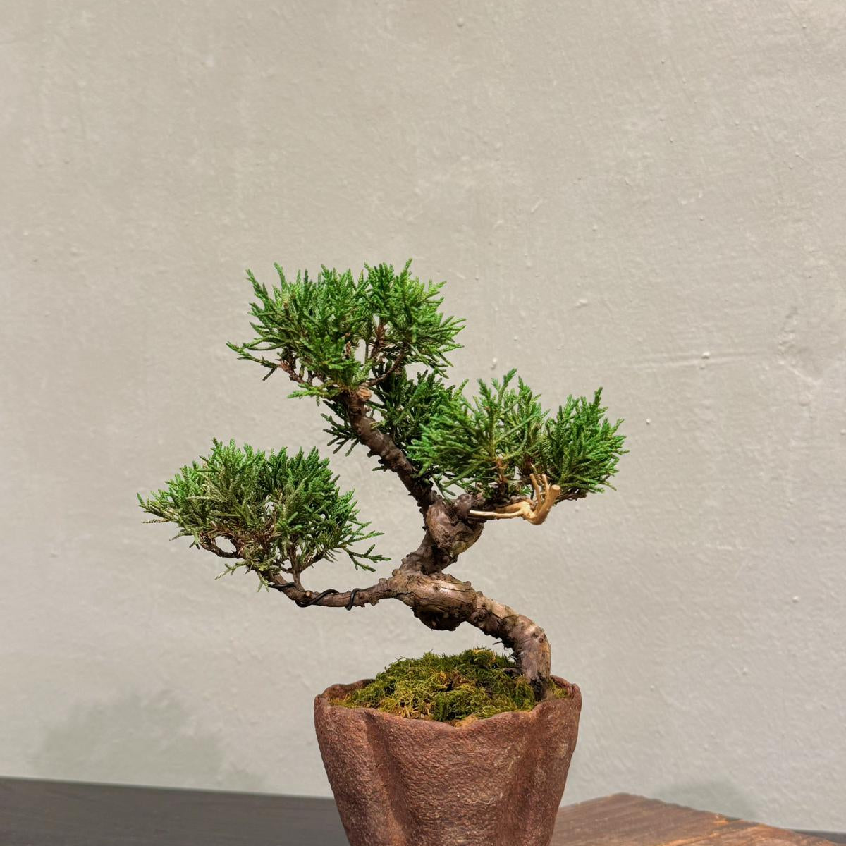 OVOGarden_SargentJuniper_真柏_Bonsai_BonsaiGift