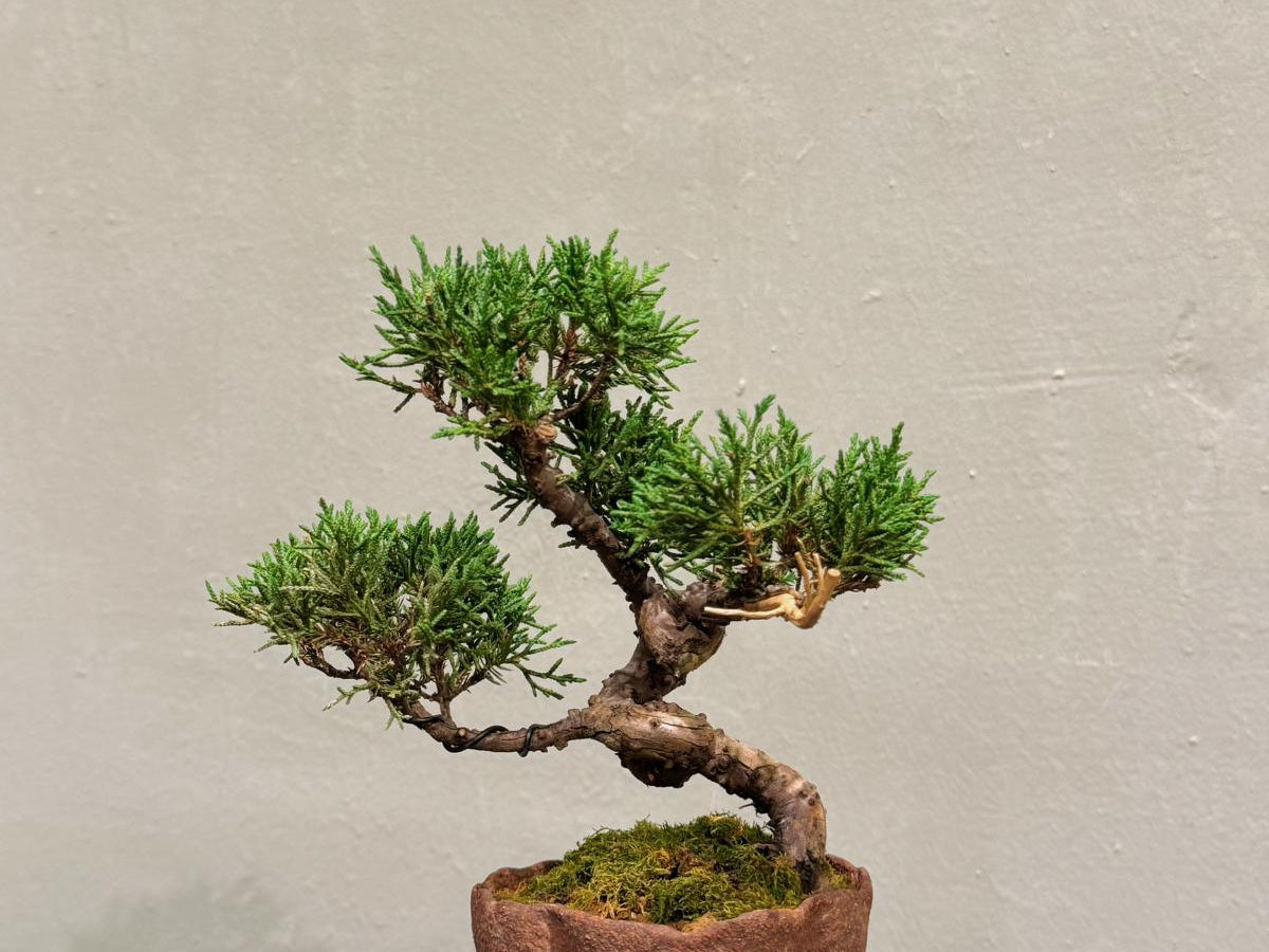 OVOGarden_SargentJuniper_真柏_Bonsai_BonsaiGift