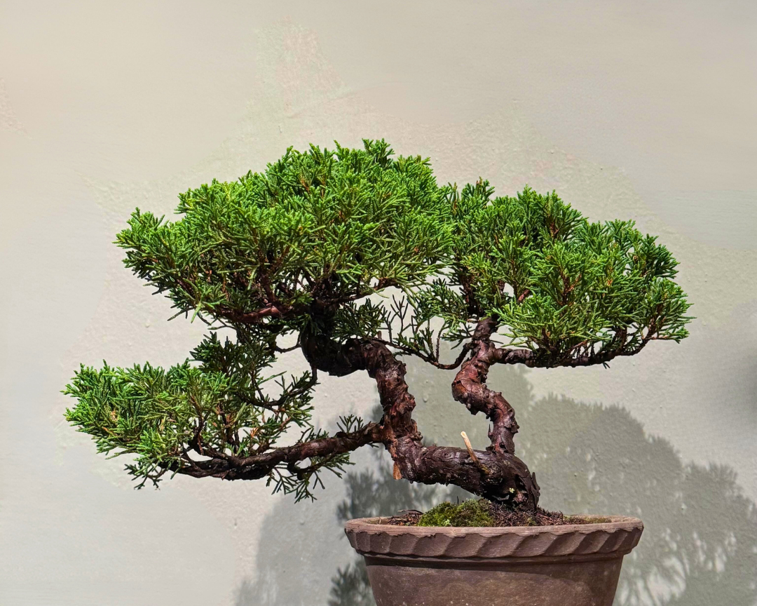 Sargent Juniper 003