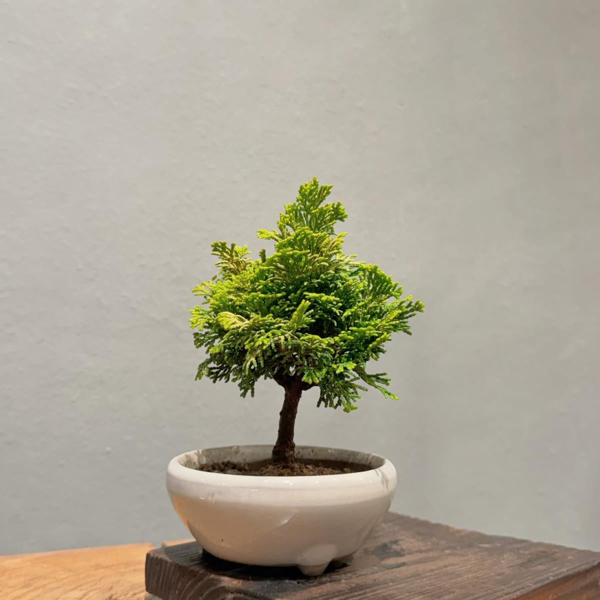 OVO Garden - Sargent Juniper 007