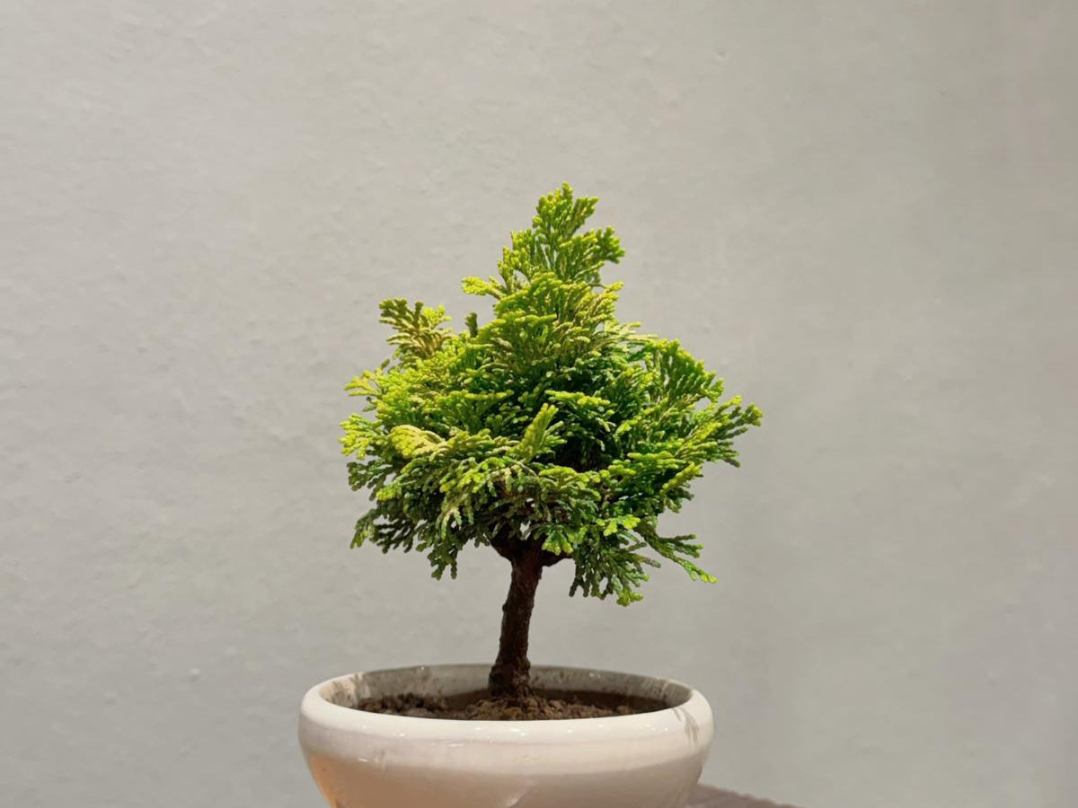 OVO Garden - Sargent Juniper 007