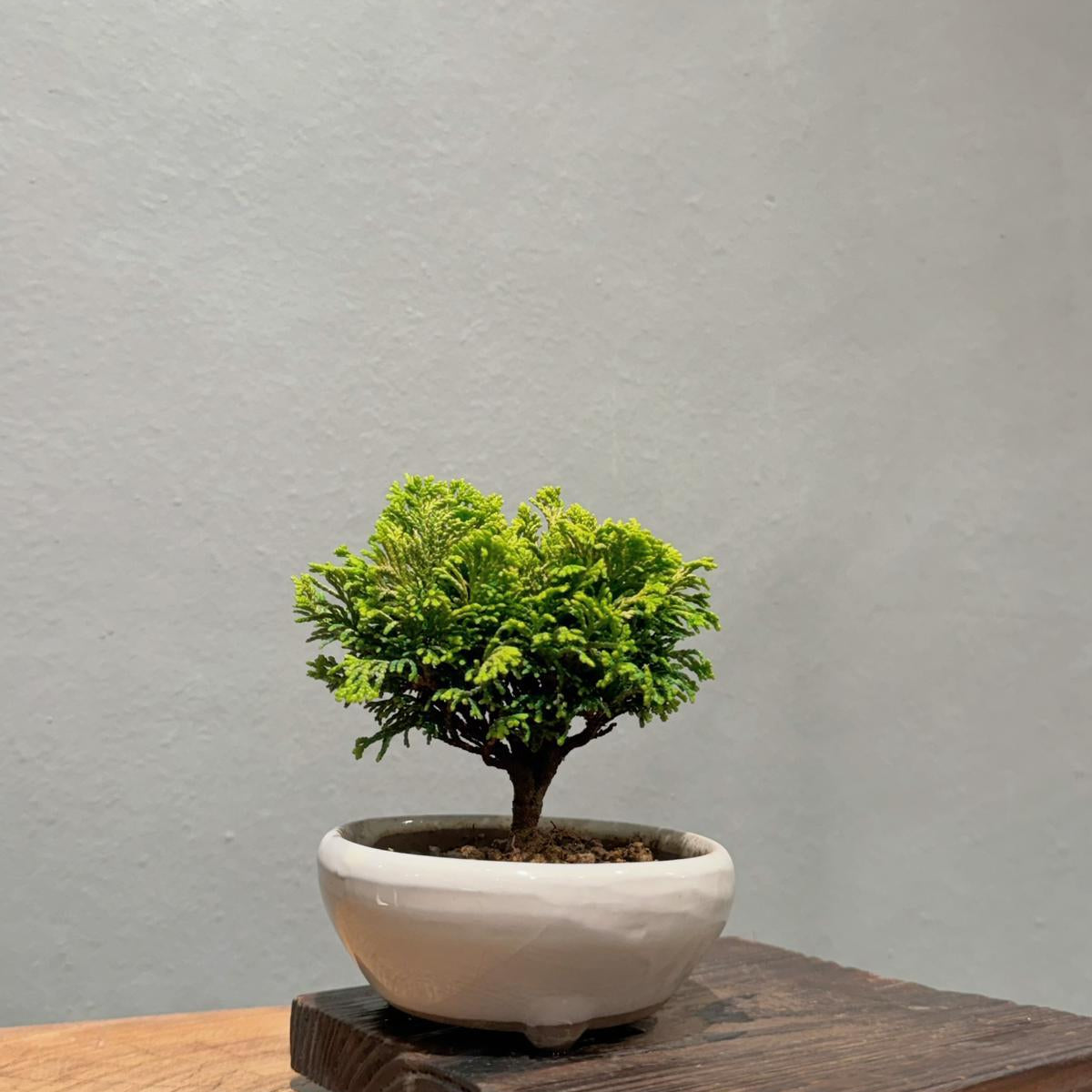 OVO Garden - Sargent Juniper 008