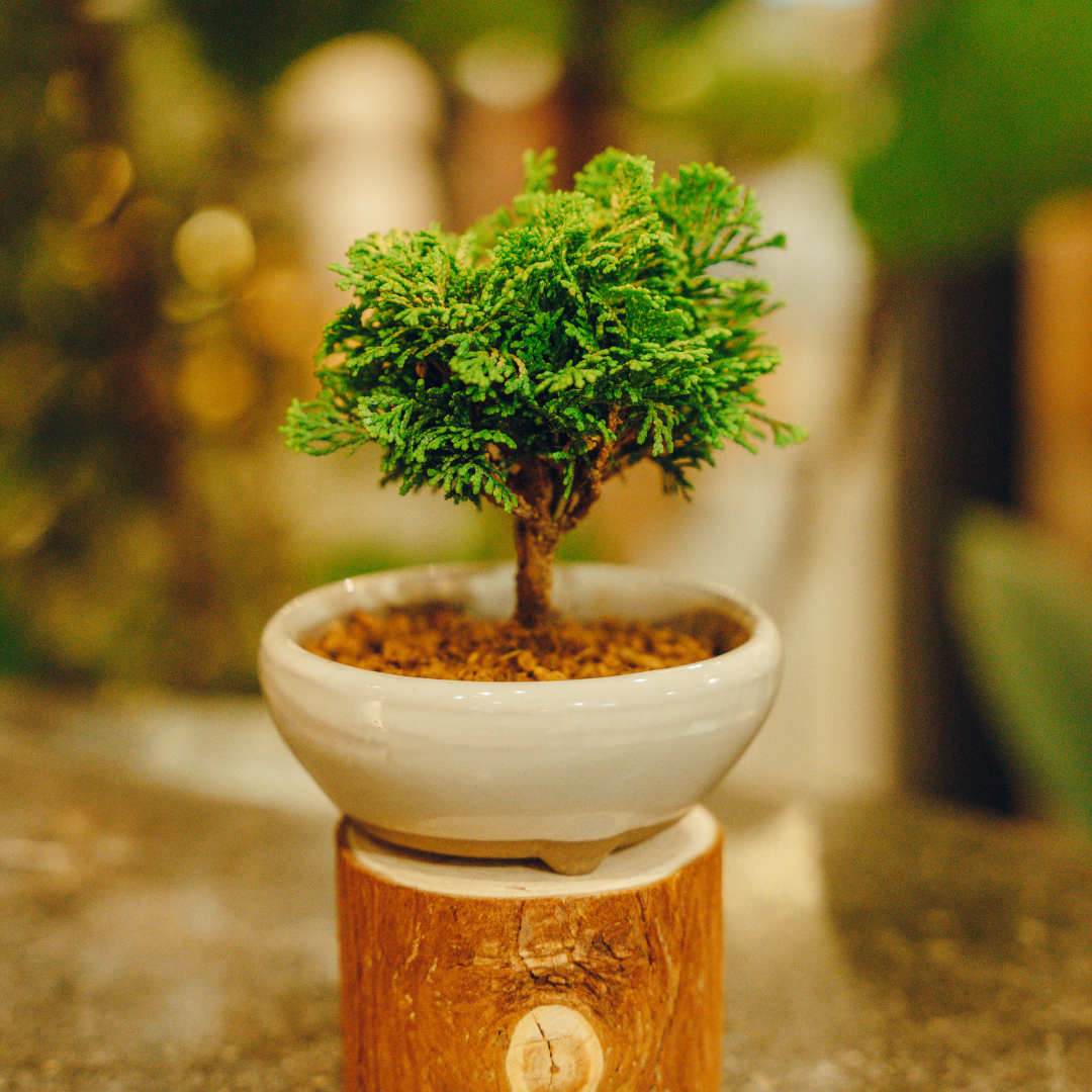 OVO Garden - Sargent Juniper 008_1