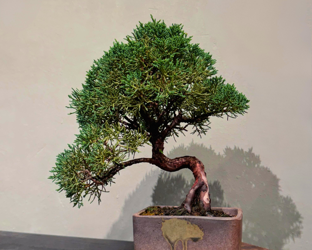 OVO GARDEN - Sargent Juniper Bonsai Tree 真柏 #5