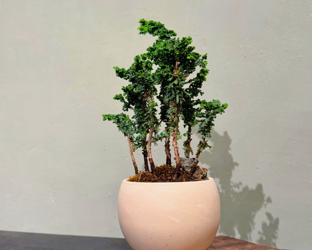 Sekka Hinoki Cypress 001
