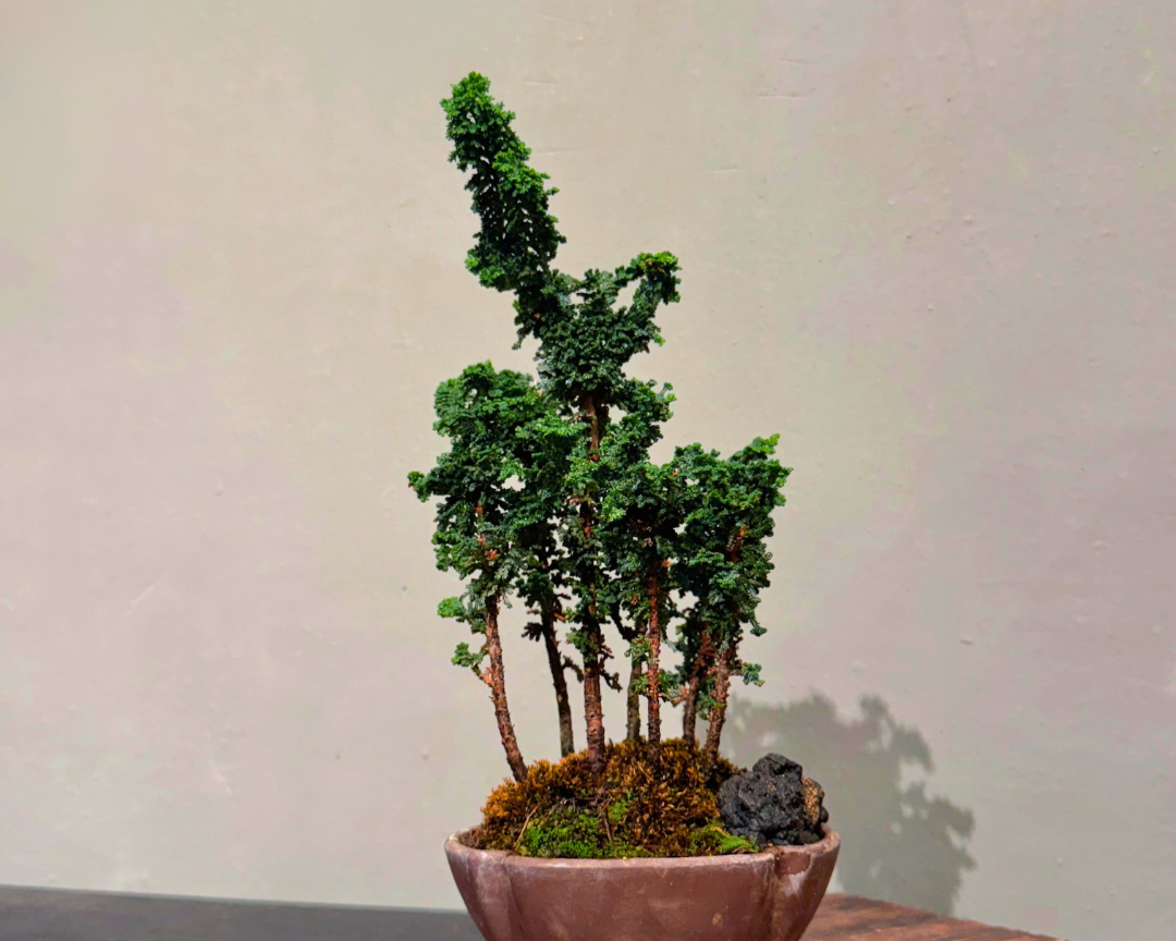 Sekka Hinoki Cypress 002