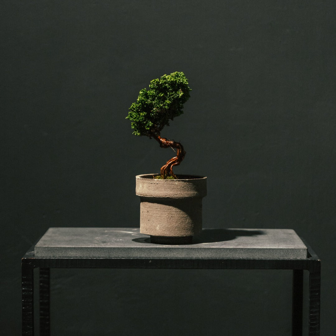 Sekka Hinoki Cypress 石化檜 #3 | OVO GARDEN