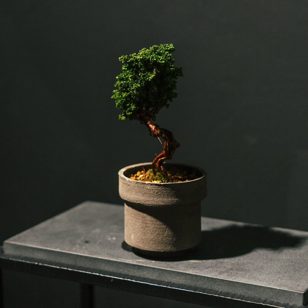 Sekka Hinoki Cypress 石化檜 #3 | OVO GARDEN
