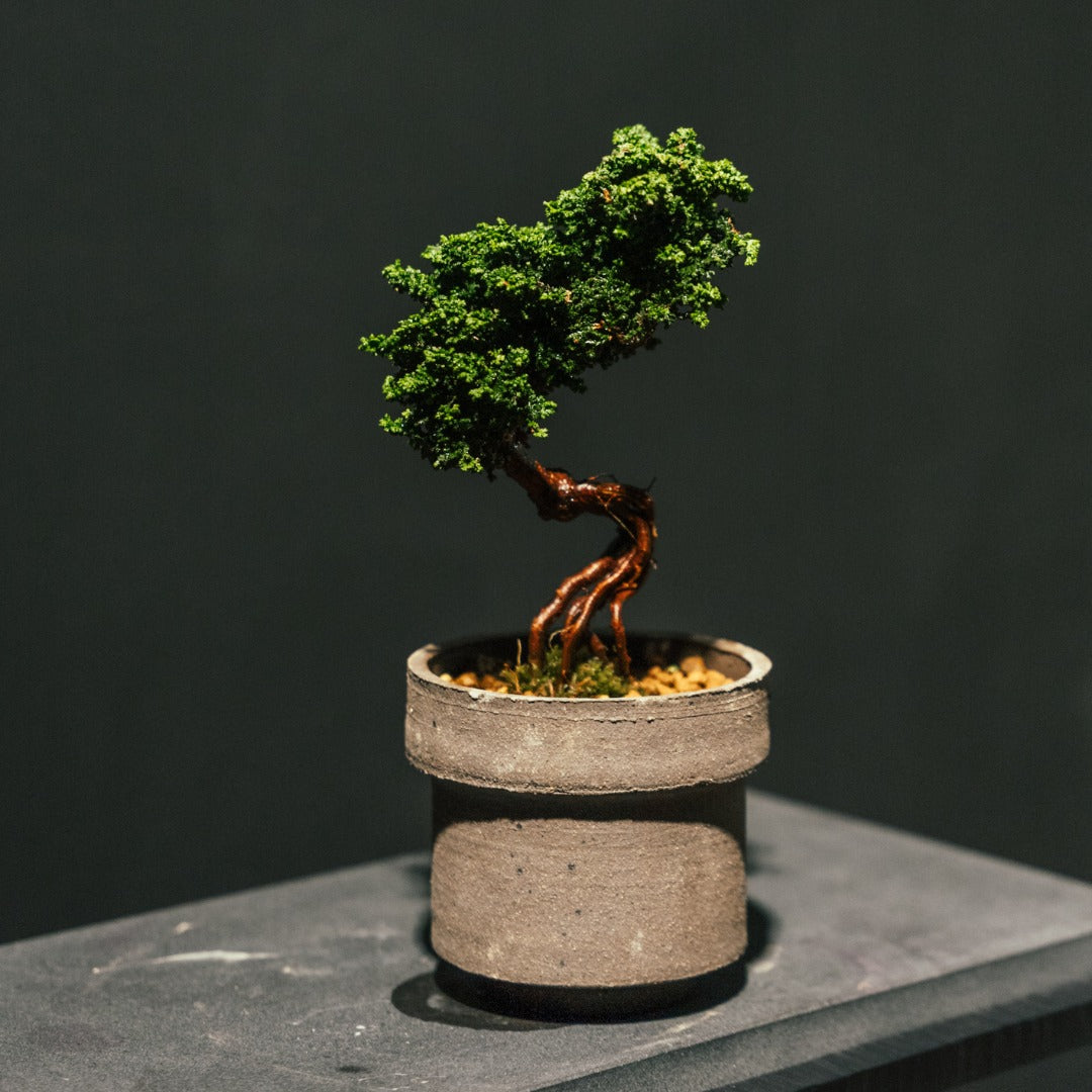 Sekka Hinoki Cypress 石化檜 #3 | OVO GARDEN