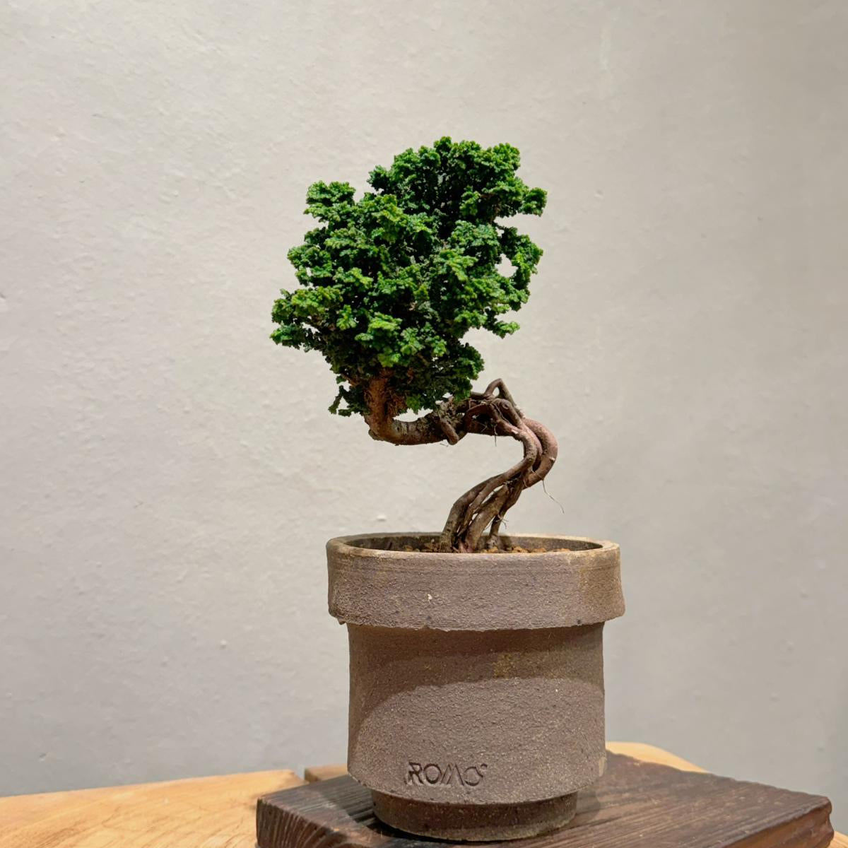 Sekka Hinoki Cypress 石化檜 | OVO GARDEN