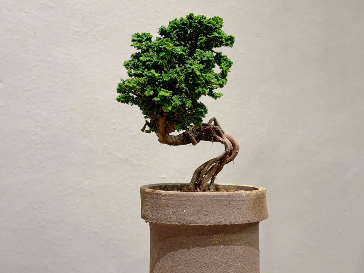 Sekka Hinoki Cypress 石化檜 | OVO GARDEN